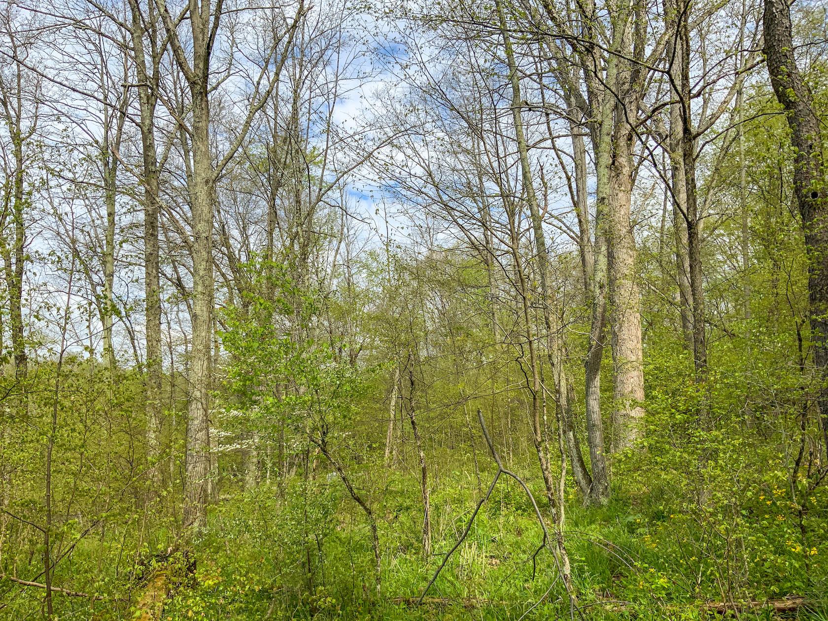 0 Upper Clearfork Road Cadiz, OH 43907 - Photo 30 of 43