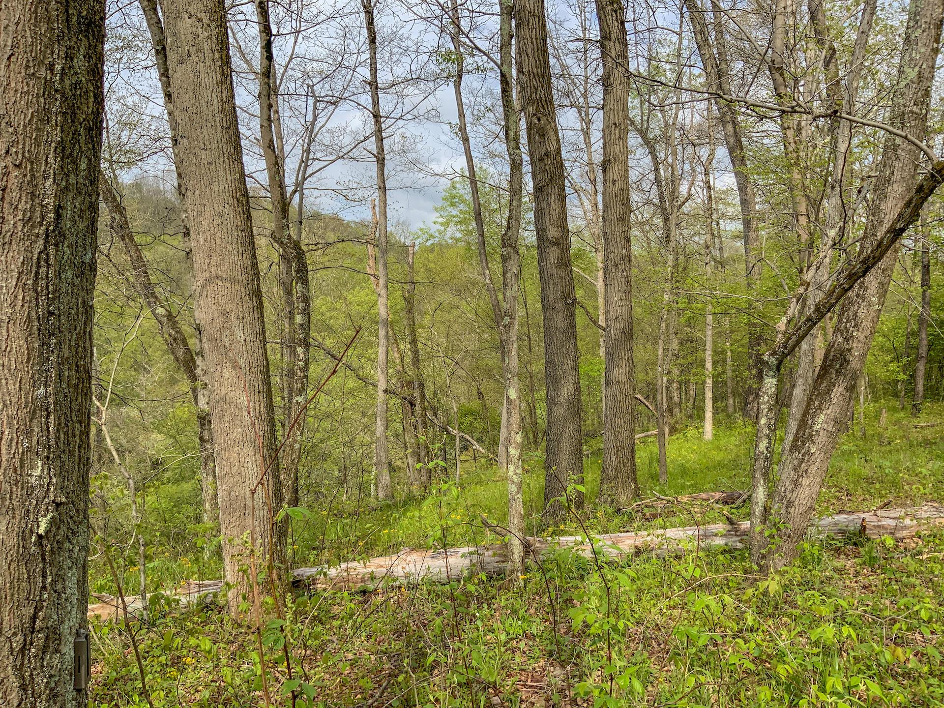 0 Upper Clearfork Road Cadiz, OH 43907 - Photo 32 of 43