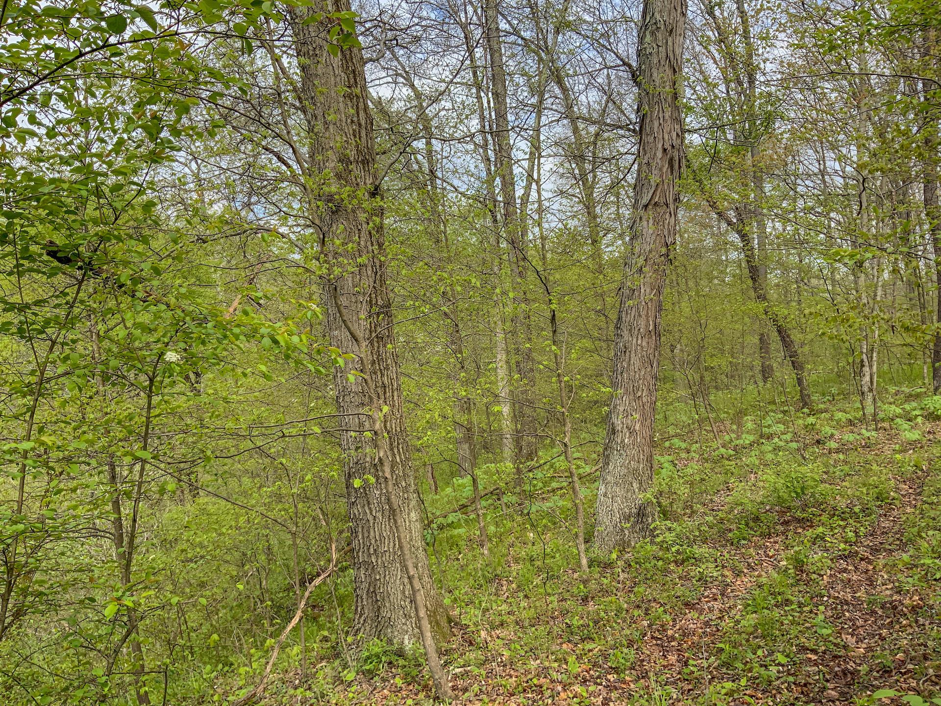0 Upper Clearfork Road Cadiz, OH 43907 - Photo 33 of 43