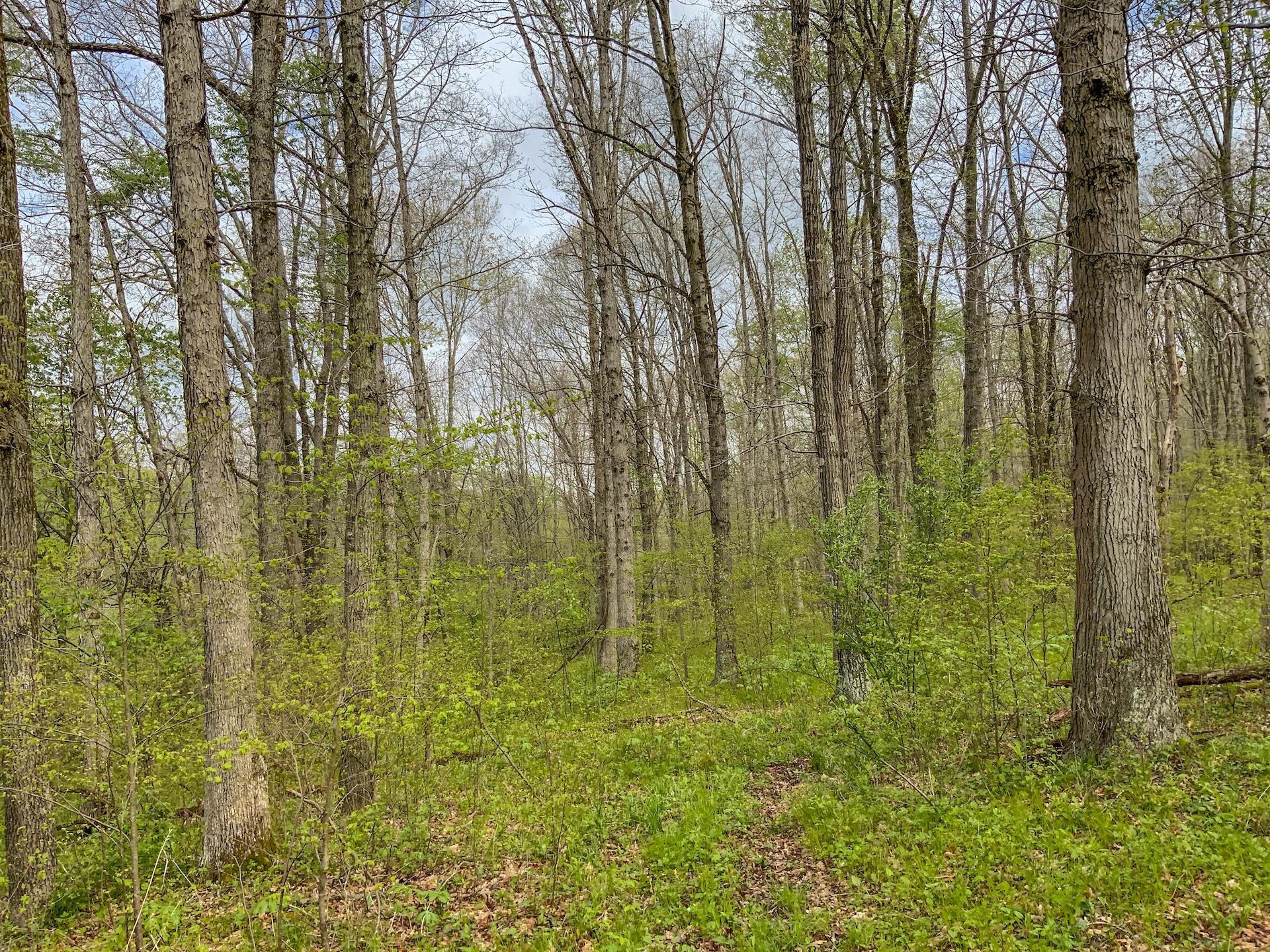 0 Upper Clearfork Road Cadiz, OH 43907 - Photo 34 of 43