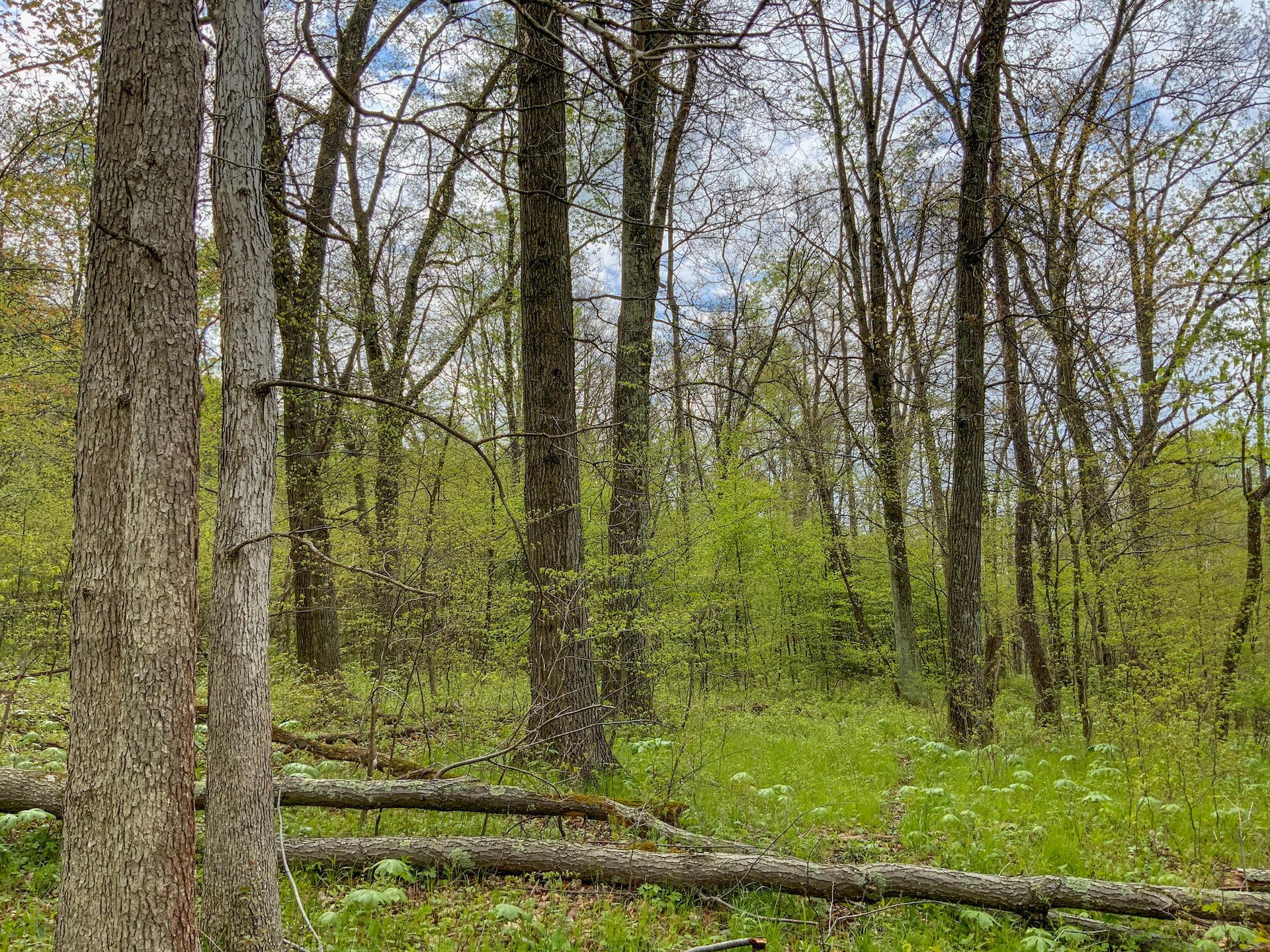 0 Upper Clearfork Road Cadiz, OH 43907 - Photo 35 of 43