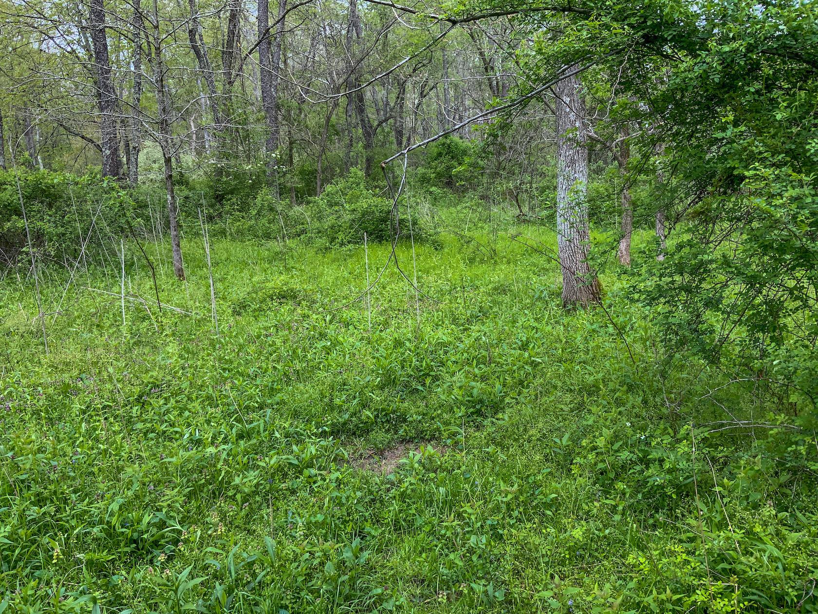 0 Upper Clearfork Road Cadiz, OH 43907 - Photo 36 of 43