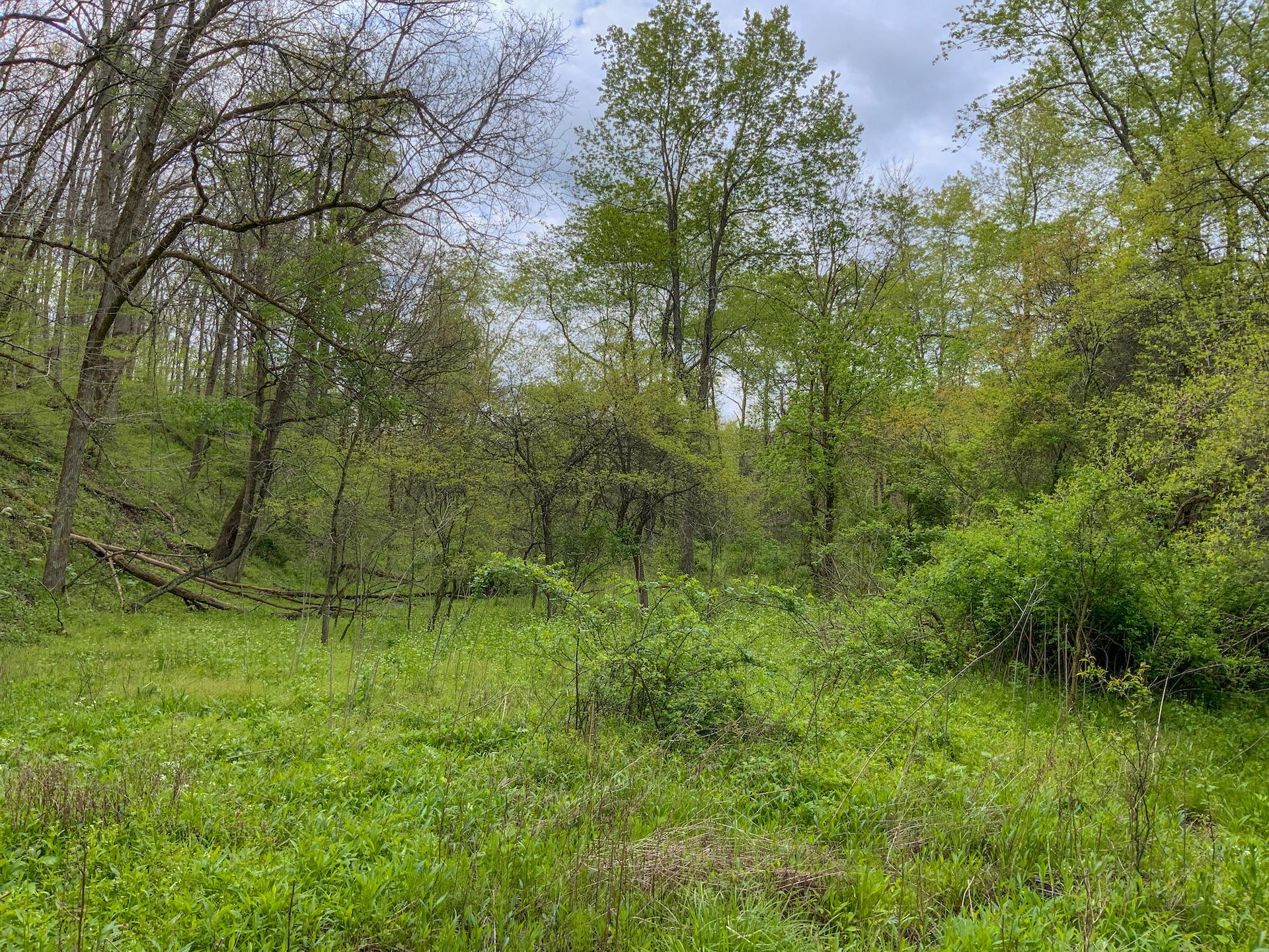 0 Upper Clearfork Road Cadiz, OH 43907 - Photo 42 of 43
