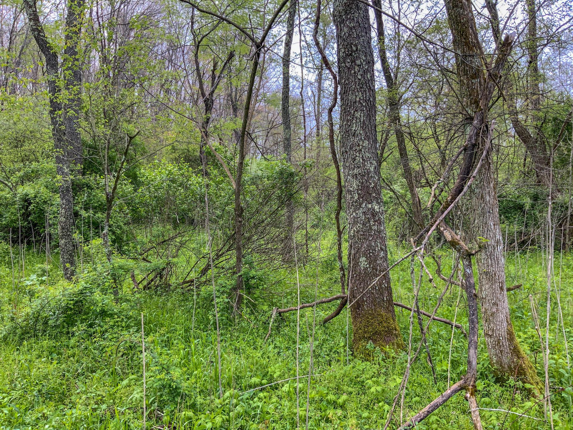 0 Upper Clearfork Road Cadiz, OH 43907 - Photo 5 of 43