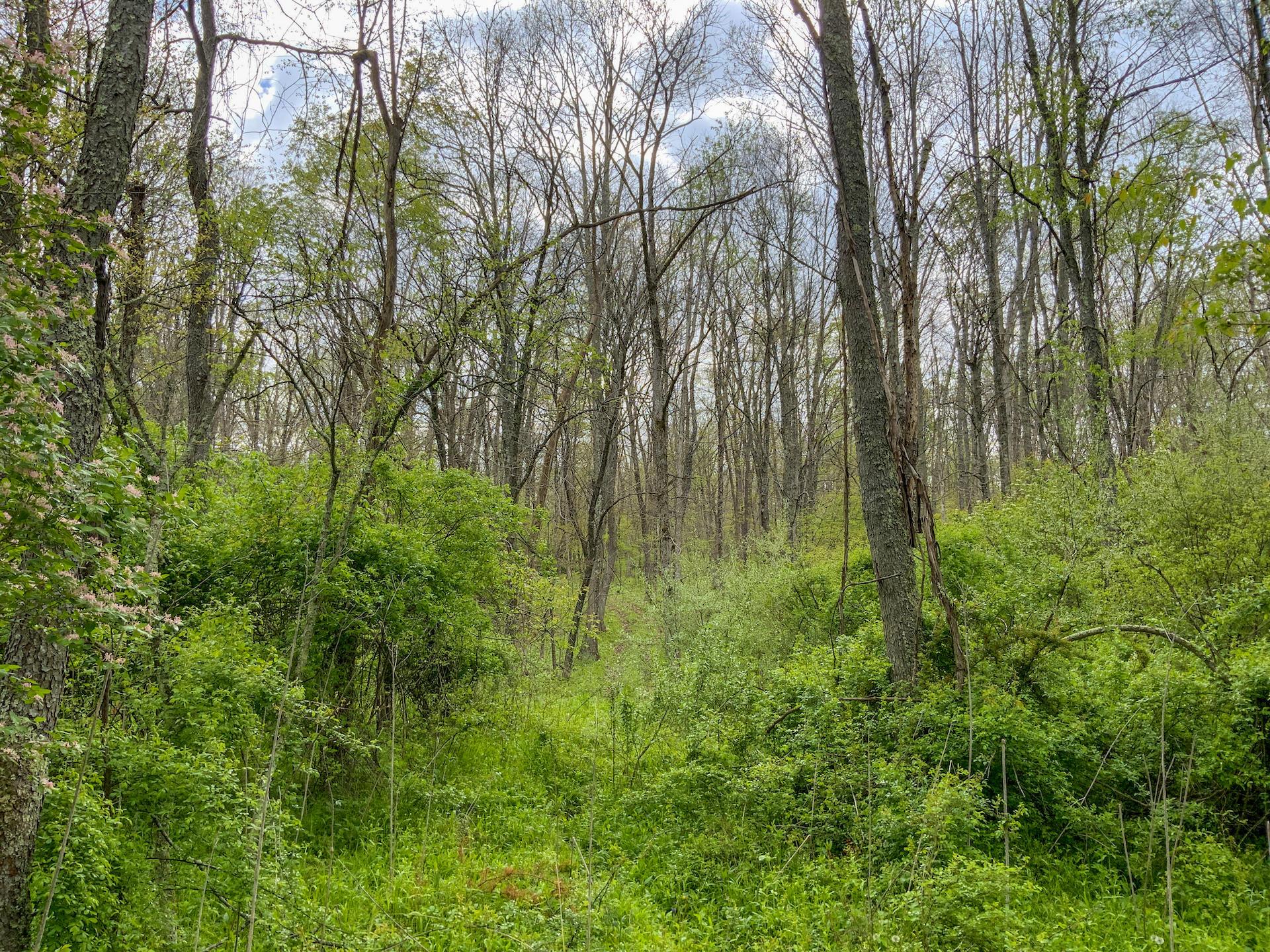 0 Upper Clearfork Road Cadiz, OH 43907 - Photo 6 of 43