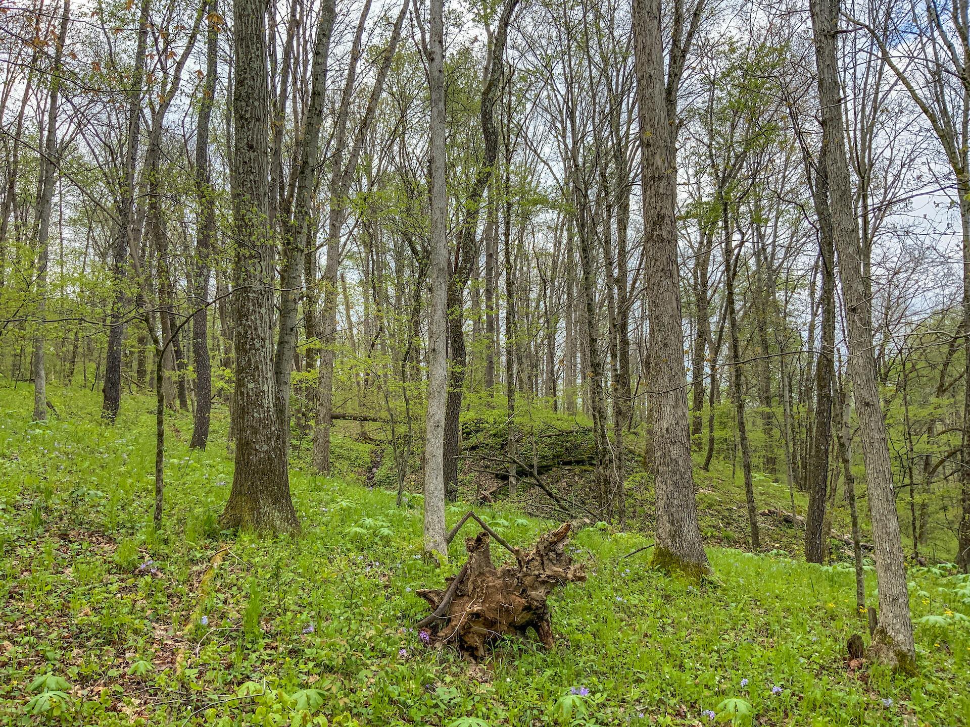 0 Upper Clearfork Road Cadiz, OH 43907 - Photo 7 of 43