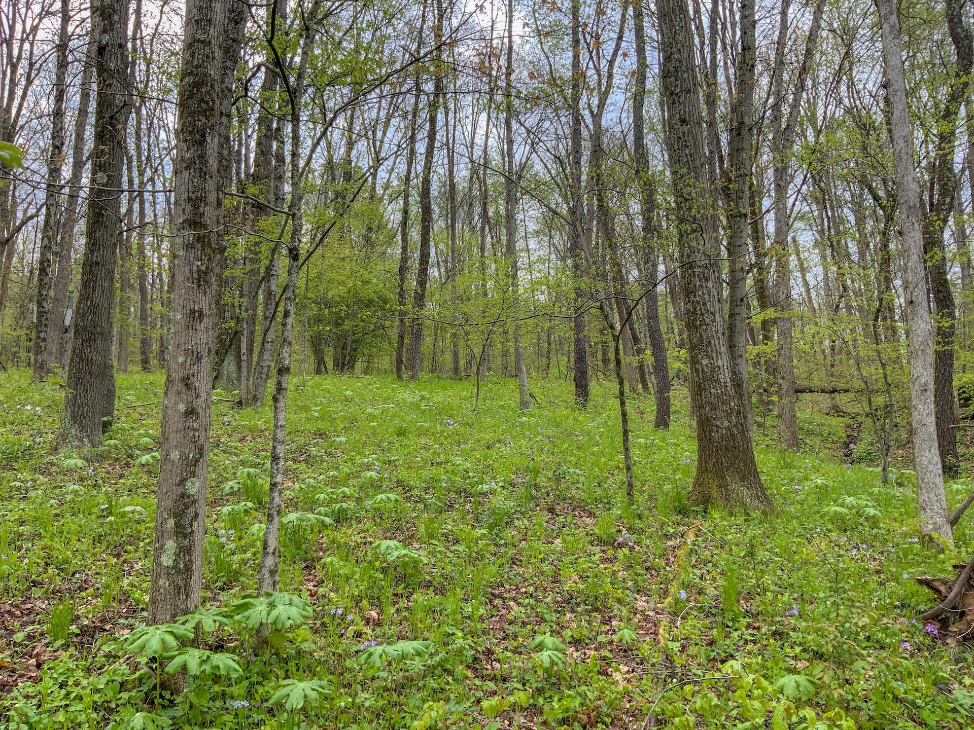 0 Upper Clearfork Road Cadiz, OH 43907 - Photo 8 of 43
