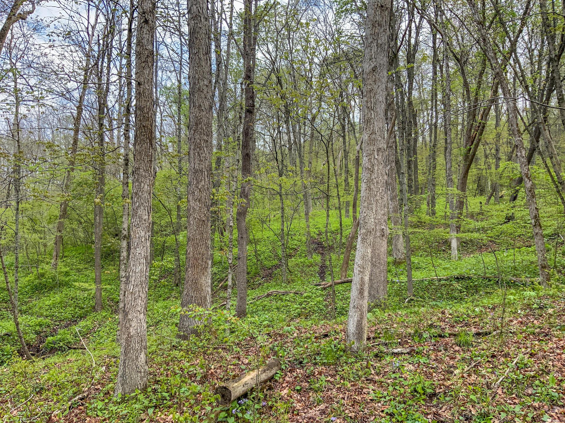 0 Upper Clearfork Road Cadiz, OH 43907 - Photo 10 of 43