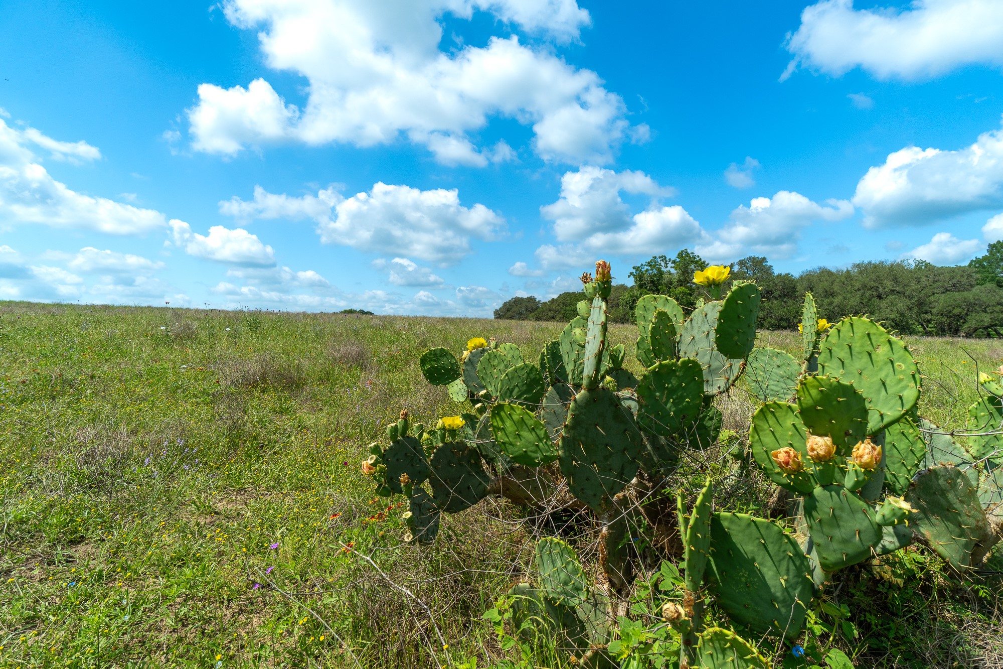 5018 Wolters Road Schulenburg, TX 78956 - Photo 39 of 39 a view of a bunch of trees
