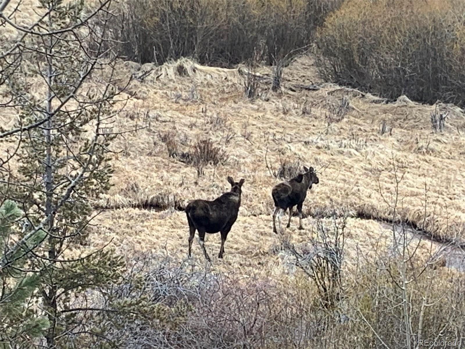 163 Ward Street Bailey, CO 80421 - Photo 27 of 30