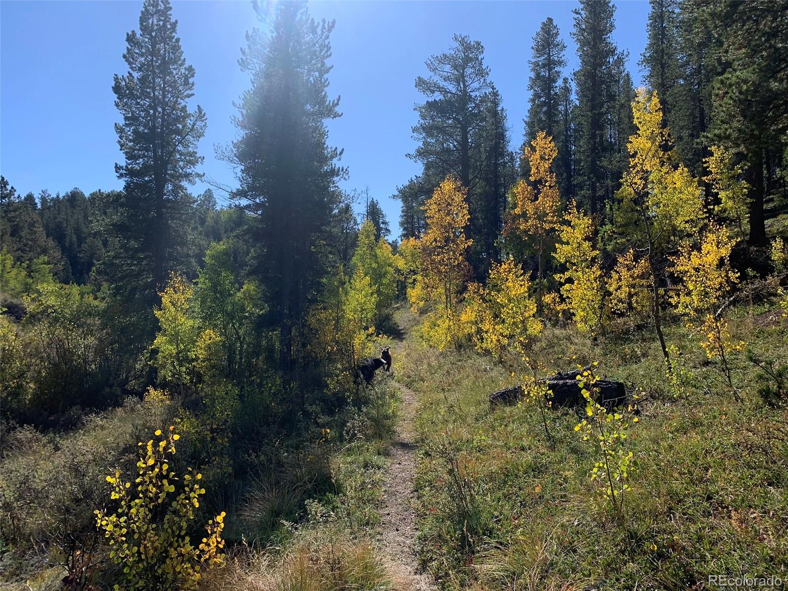 163 Ward Street Bailey, CO 80421 - Photo 29 of 30