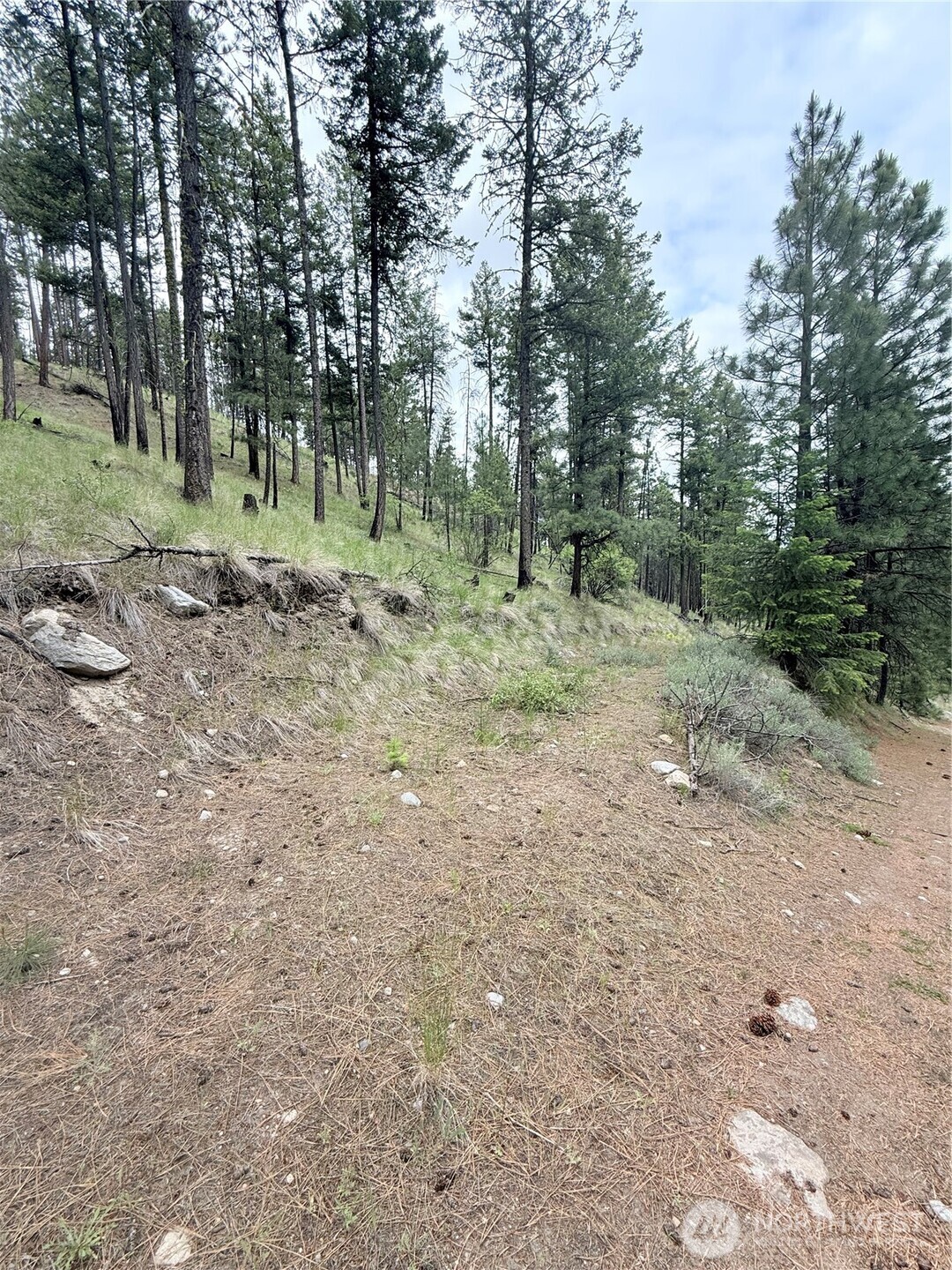 0 Broken Spoke Road Tonasket, WA 98855 - Photo 11 of 39 a view of a forest with trees in the background
