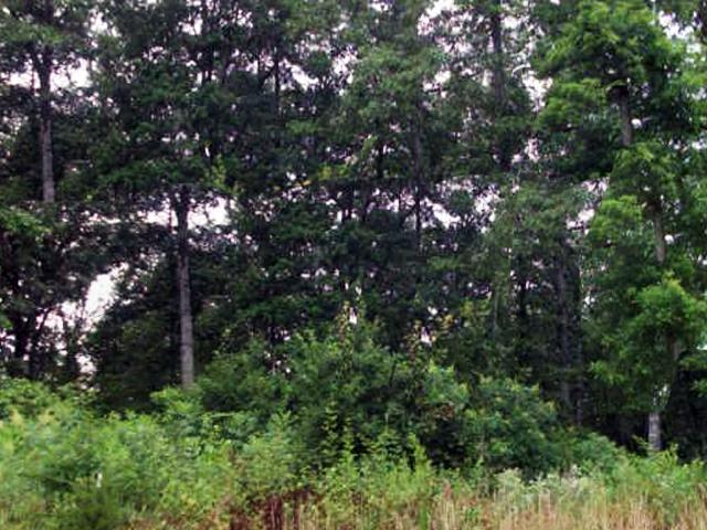 0 Dove Road Flintville, TN 37335 - Photo 7 of 8 23.87 acres of woods with some marketable timber and hunting possibilities.