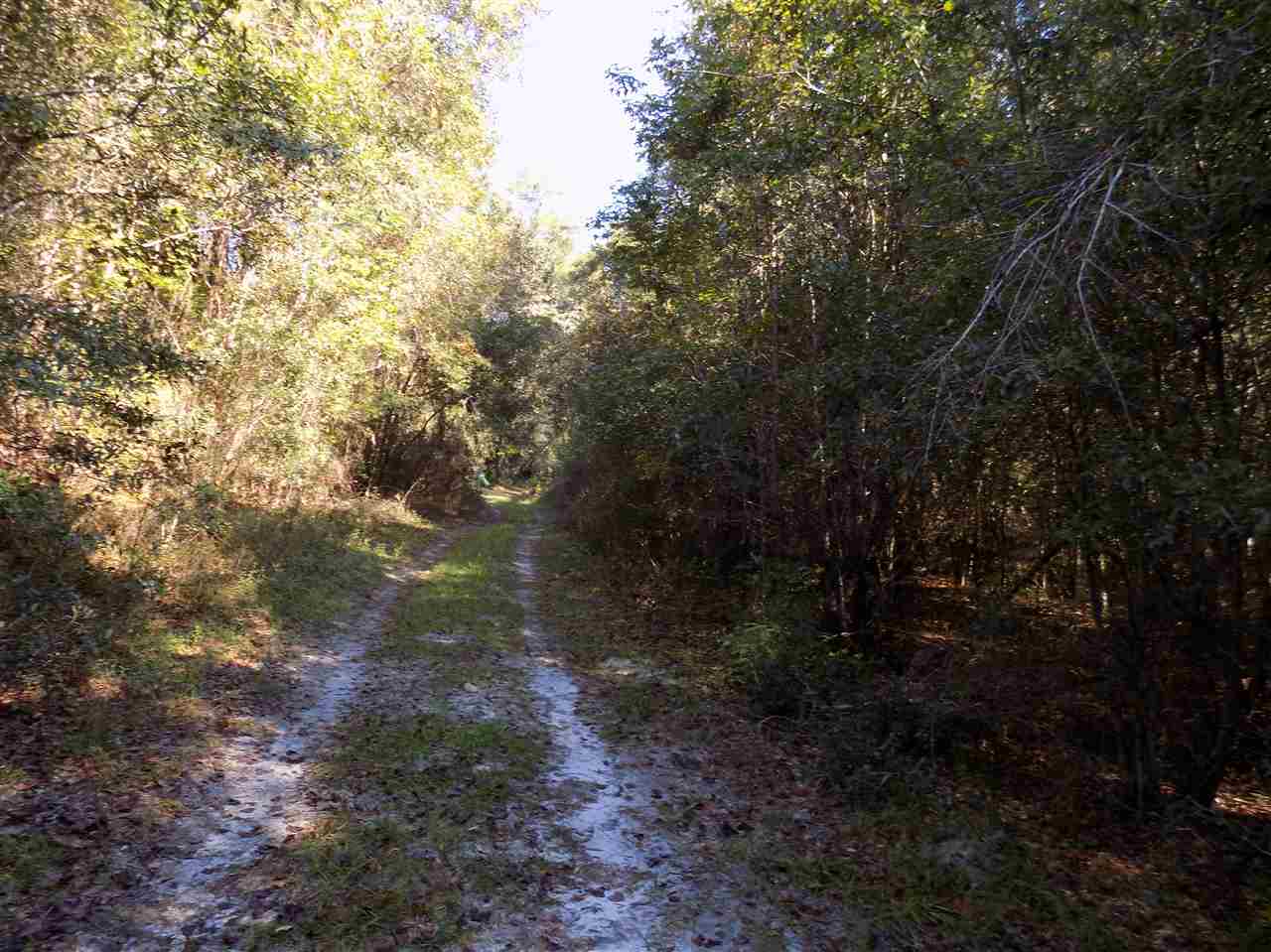 Xxx Mt Zion Road Crawfordville, FL 32327 - Photo 5 of 16