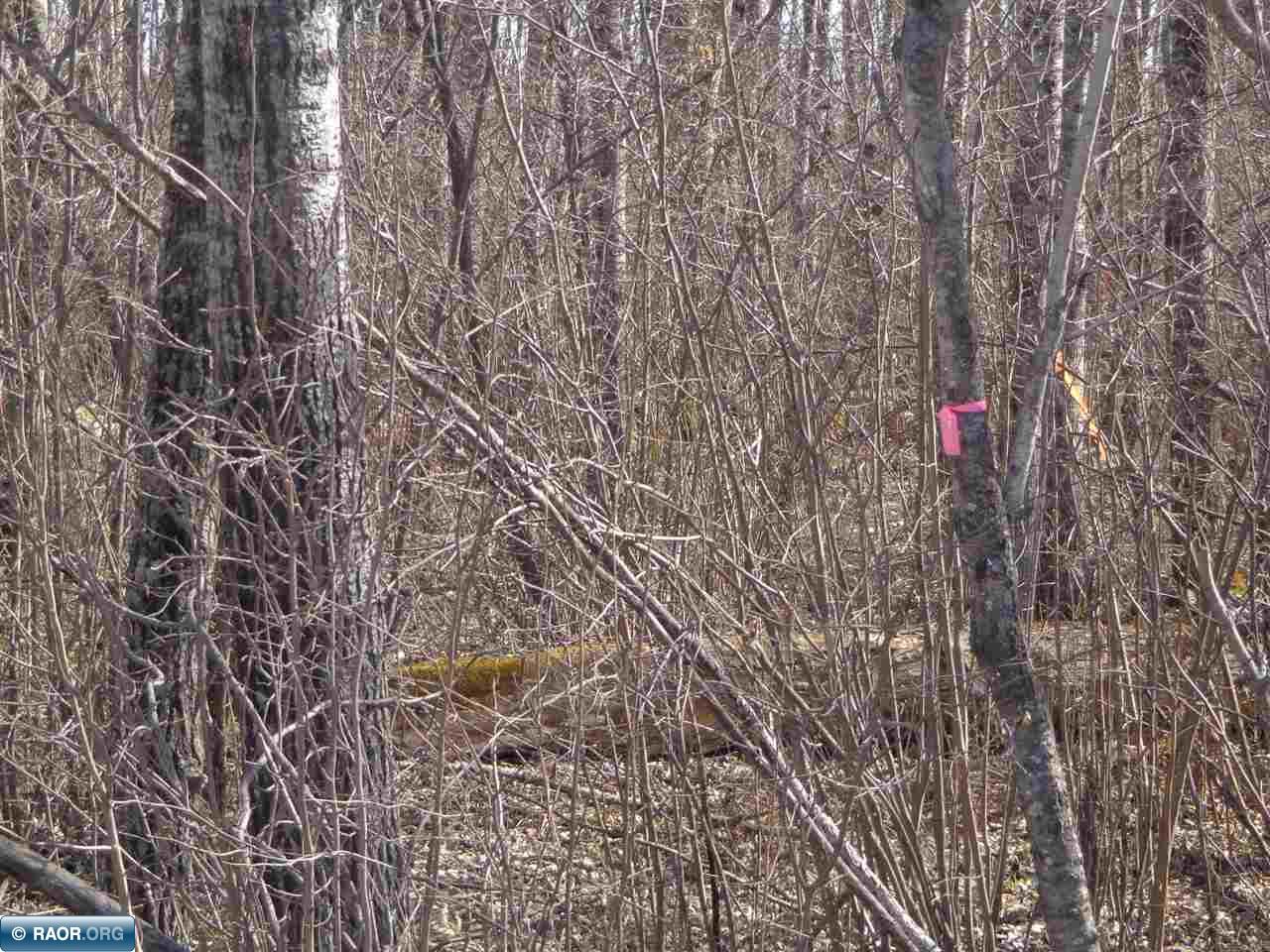 Tbd North Tbd N Buck Lake Road Nashwauk, MN 55769 - Photo 8 of 9