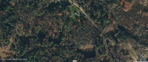 a view of a forest with a tree