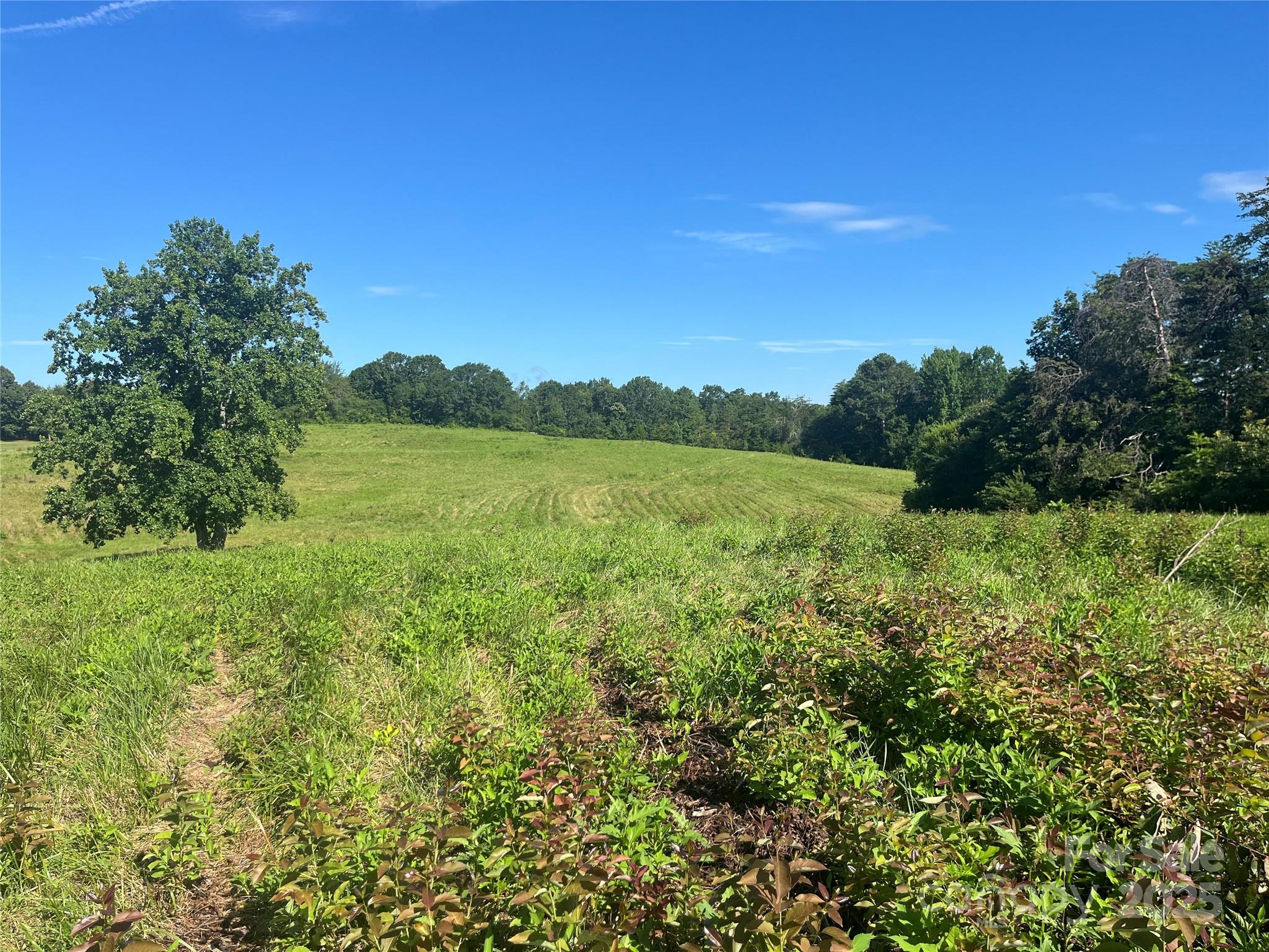 536 Pea Ridge Road Mill Spring, NC 28756 - Photo 3 of 16