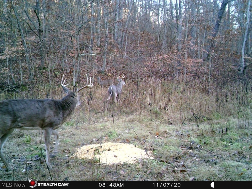 0 Bell Run Road Brohard, WV 26138 - Photo 29 of 30