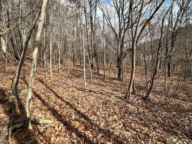 a view of a yard with large trees