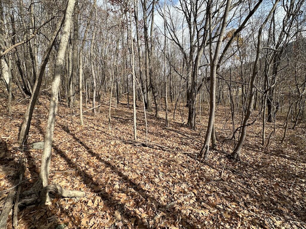 113 Verna Lane Narrows, VA 24124 - Photo 19 of 24 a backyard of a house with lots of green space