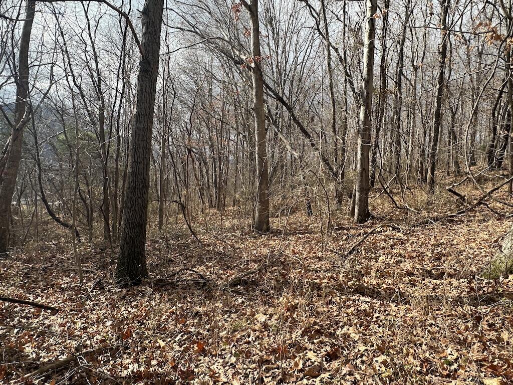 113 Verna Lane Narrows, VA 24124 - Photo 20 of 24 a view of a yard with large trees