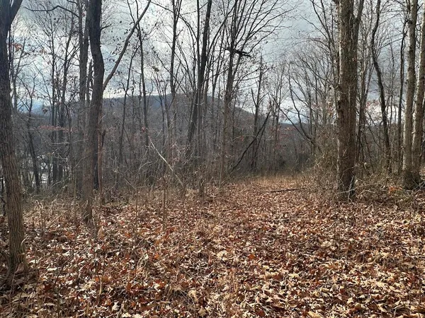 a view of a dry yard with trees in front of it