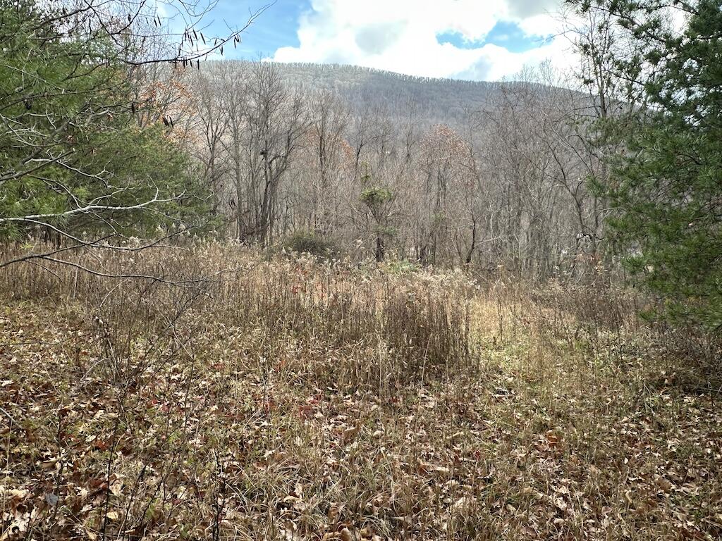 113 Verna Lane Narrows, VA 24124 - Photo 22 of 24 a view of a dry yard with trees in front of it