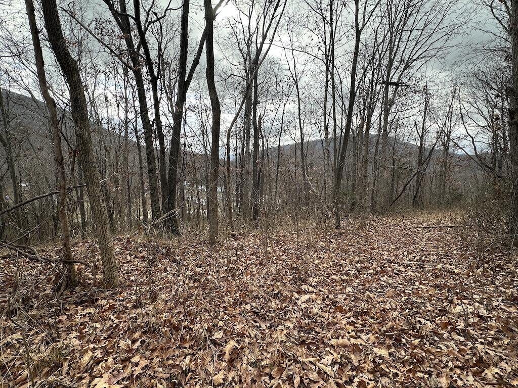113 Verna Lane Narrows, VA 24124 - Photo 23 of 24 a view of a yard with large trees