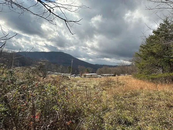 a view of a yard with large trees