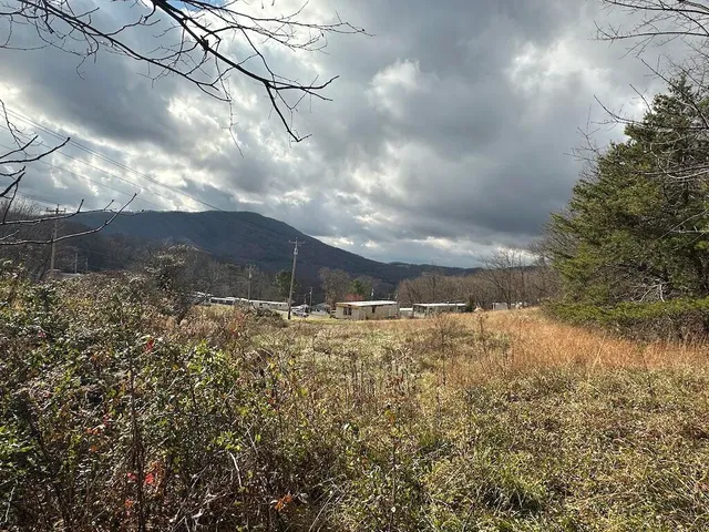 a view of a yard with large trees