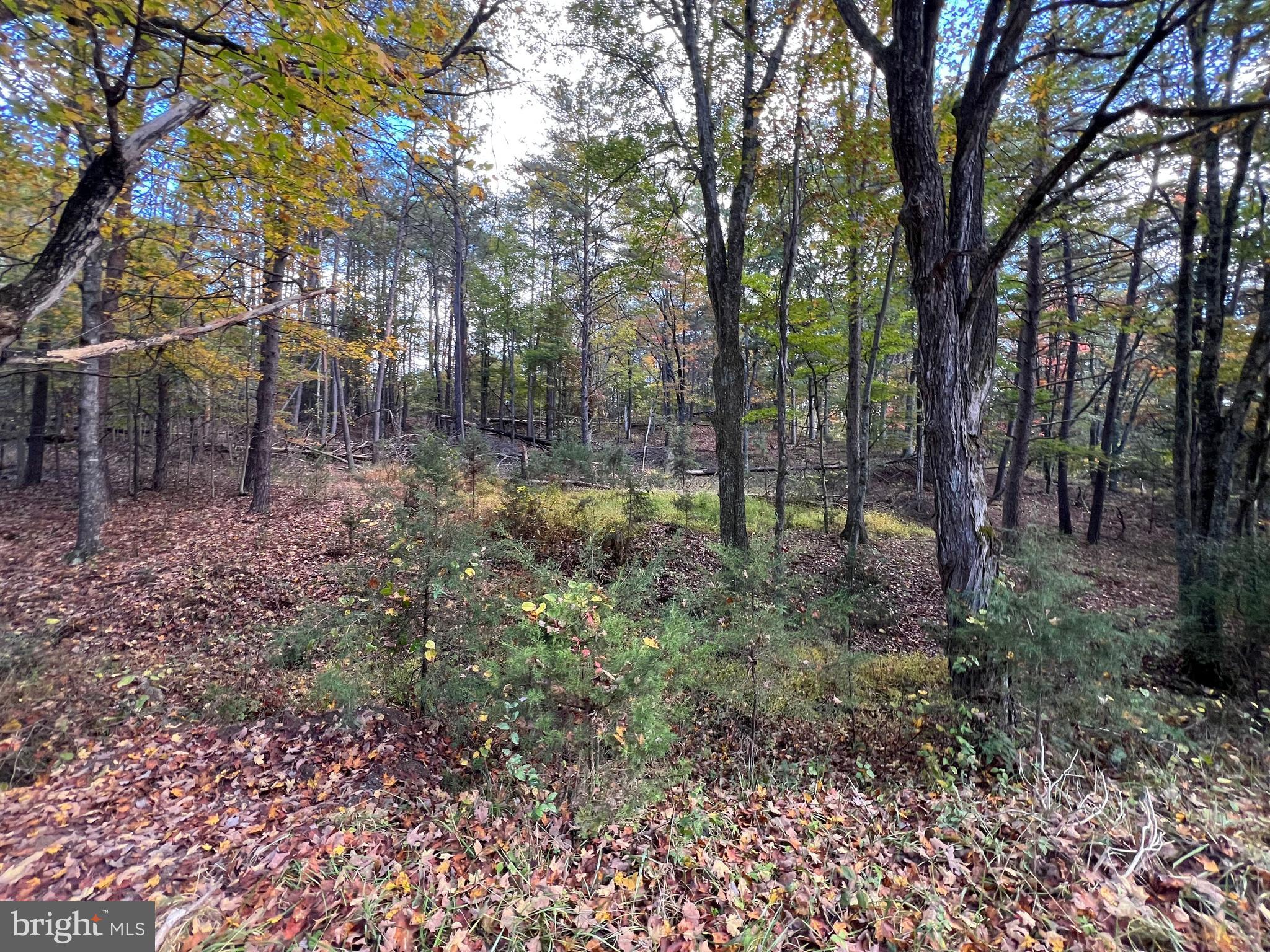 Lot 6 Deep Run Hollow Road Delray, WV 26714 - Photo 15 of 18 a view of a forest with trees