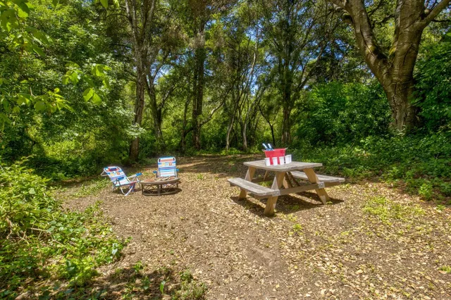 a view of a forest with trees