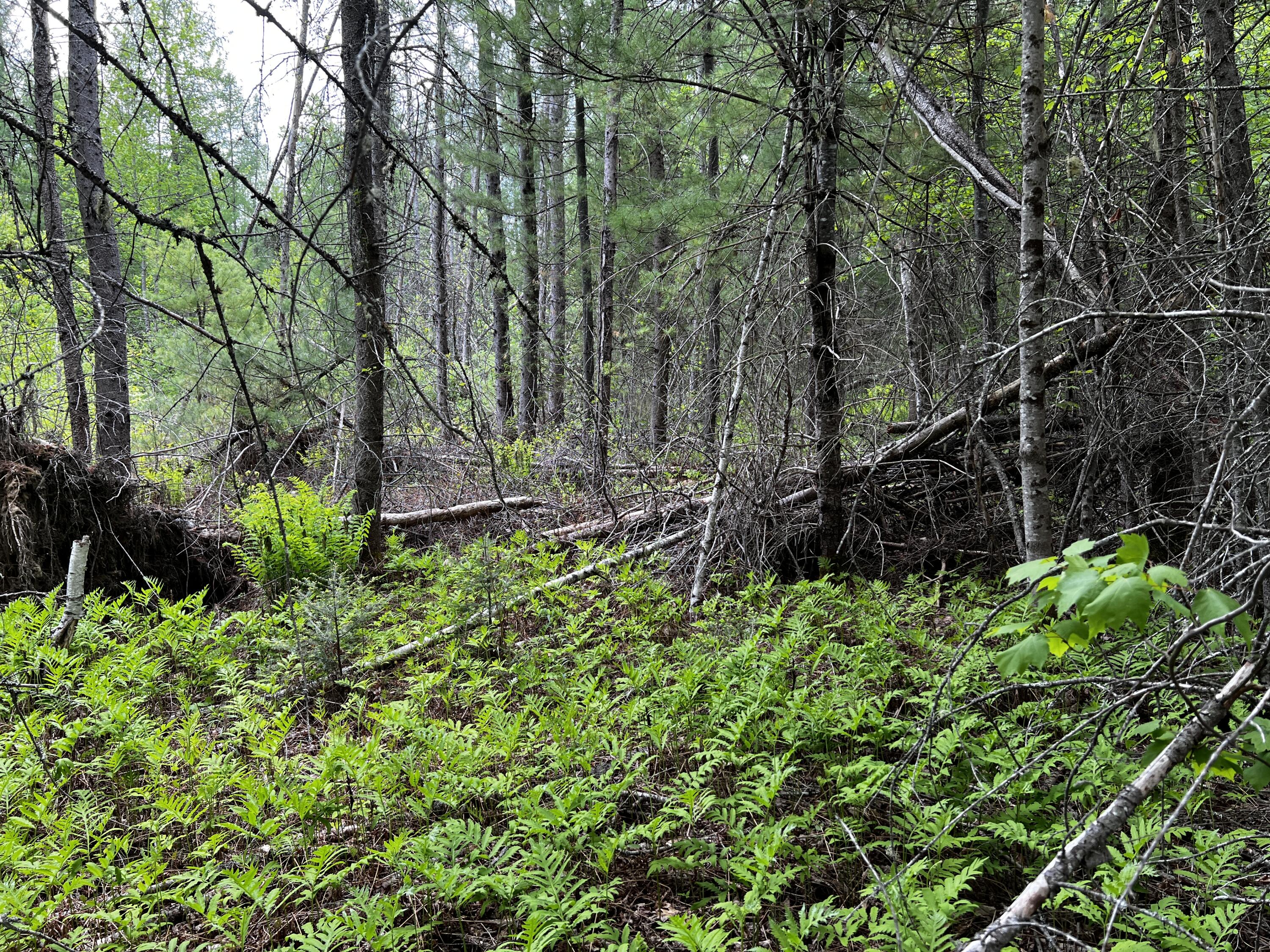 Lot 6 Emery Farm Road Medford, ME 04463 - Photo 23 of 27 IMG_4248