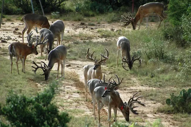 a view of a lush green outdoor space with a lake view