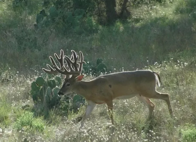a view of a wooden floor