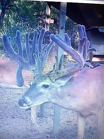 a view of tree in the yard
