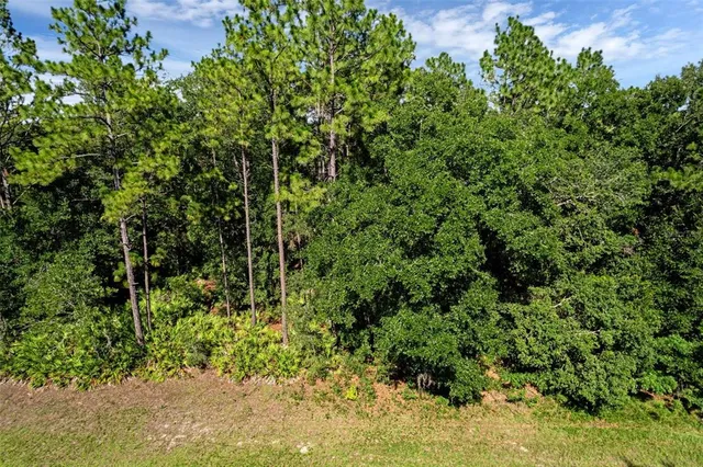 a view of a garden with plants