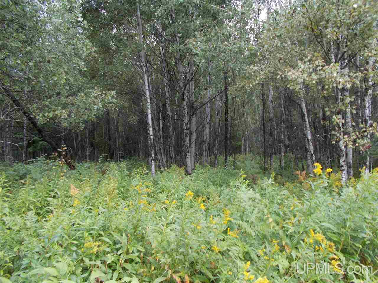 40-ac Park Farms Road Amasa, MI 49903 - Photo 5 of 9