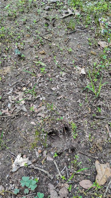 11375 Northeast 50 Road Osceola, MO 64776 - Photo 7 of 59