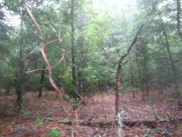 Corner Of Austin & Locke Roads Belton, SC 29627 - Photo 3 of 7