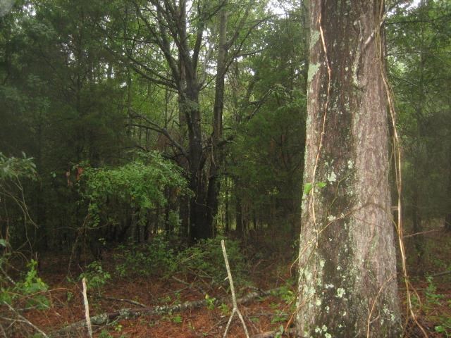 Corner Of Austin & Locke Roads Belton, SC 29627 - Photo 5 of 7