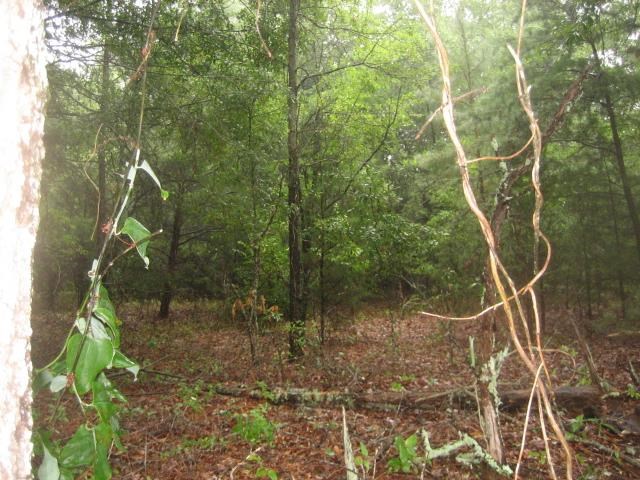 Corner Of Austin & Locke Roads Belton, SC 29627 - Photo 6 of 7