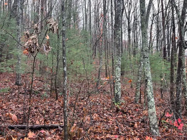 a view of a forest with trees