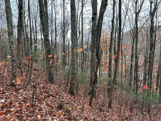 a view of lots of trees
