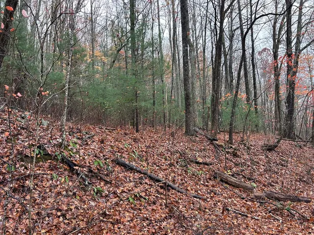 a view of outdoor space with lots of trees