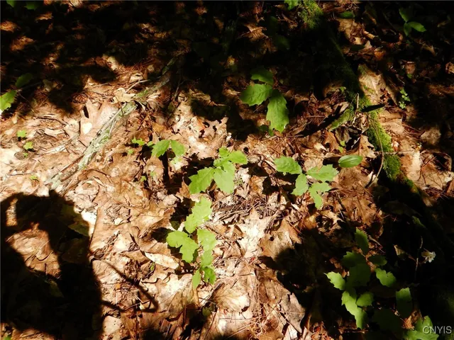 $174,900 | 0 Starks Road, Newfield, NY 14867