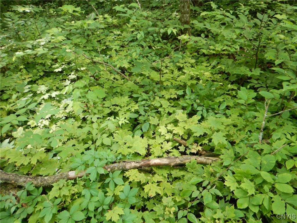 0 Starks Road Newfield, NY 14867 - Photo 7 of 15