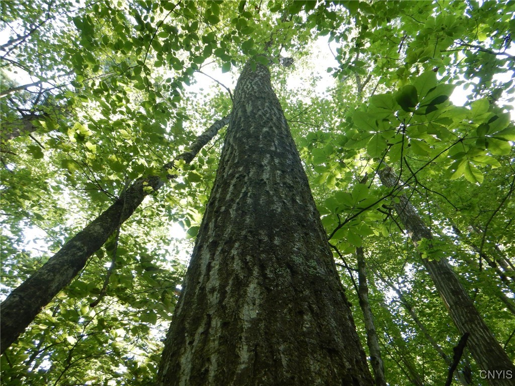 0 Starks Road Newfield, NY 14867 - Photo 9 of 15