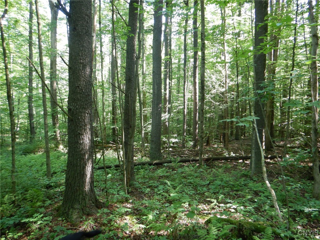 0 Starks Road Newfield, NY 14867 - Photo 10 of 15