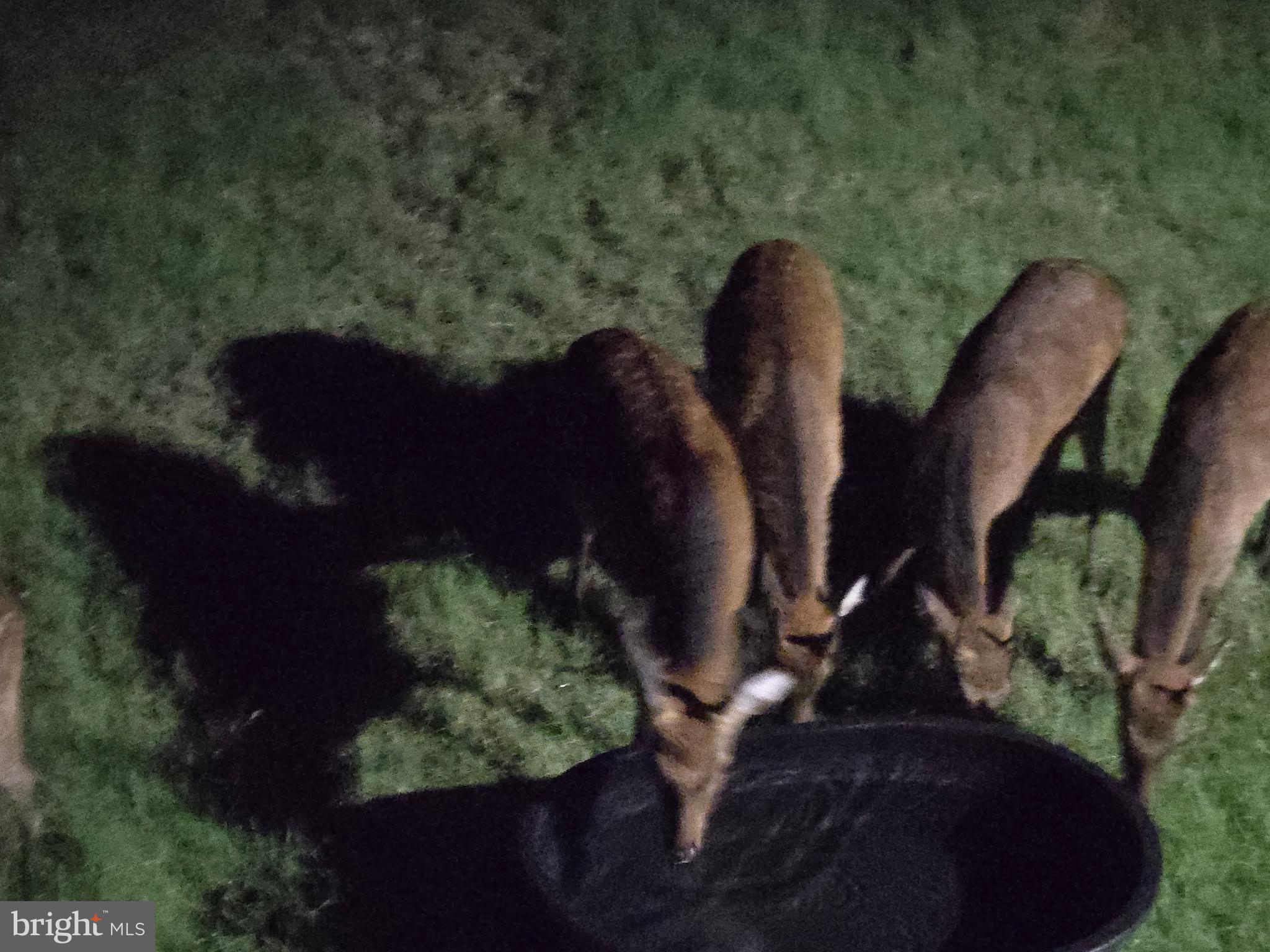1511 Crocheron Road Crocheron, MD 21627 - Photo 61 of 76 Nighttime visitors at the water trough.